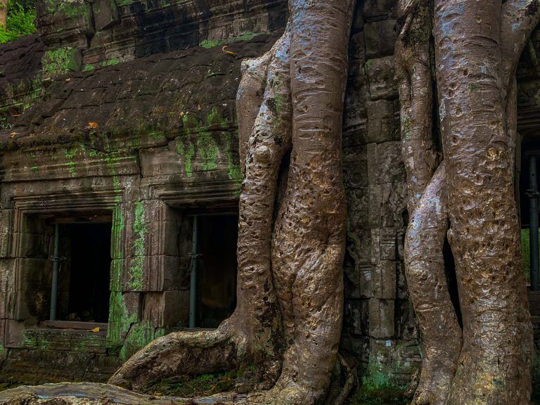Baumwurzeln über den Tempeln von Ta Prohm