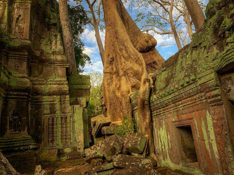 Ein Baum wächst über einen Tempel