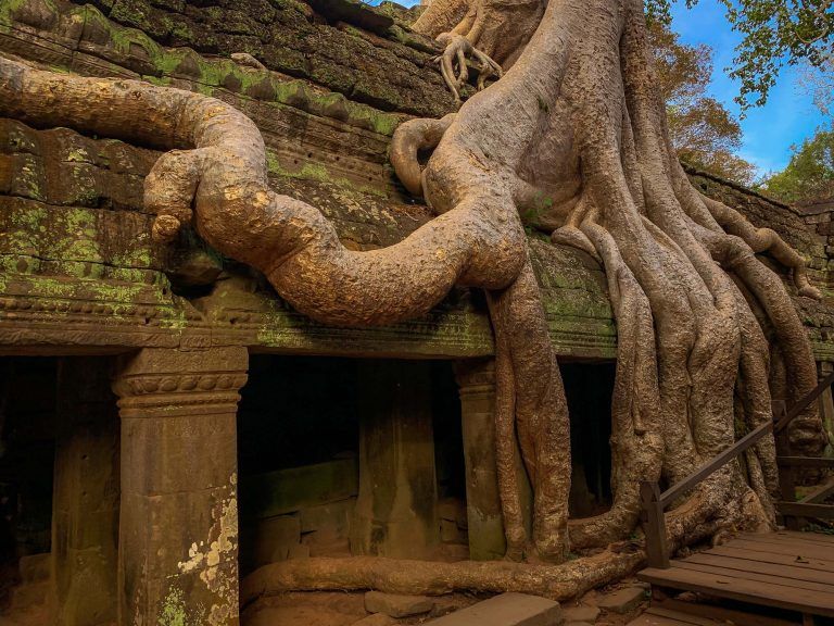 Baumwurzeln über den Tempeln von Tah Prohm