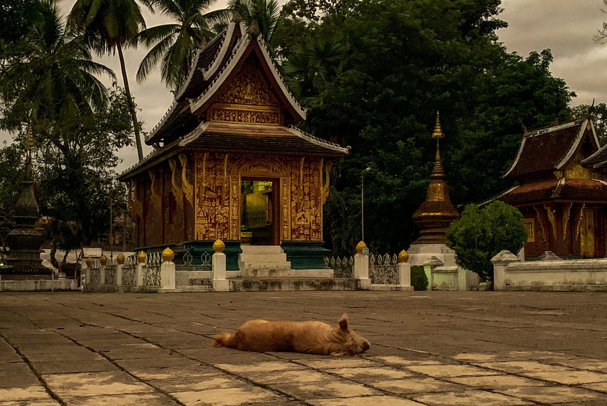 schlafender Hund in Luang Prabang